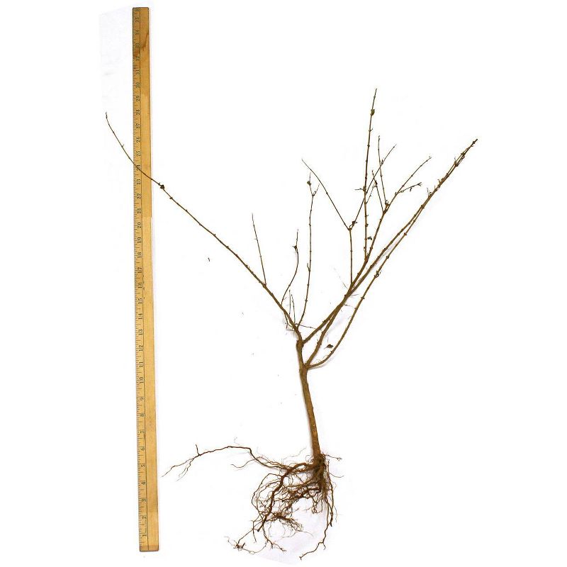 Van Zyverden Honeysuckle Root Stock Pink