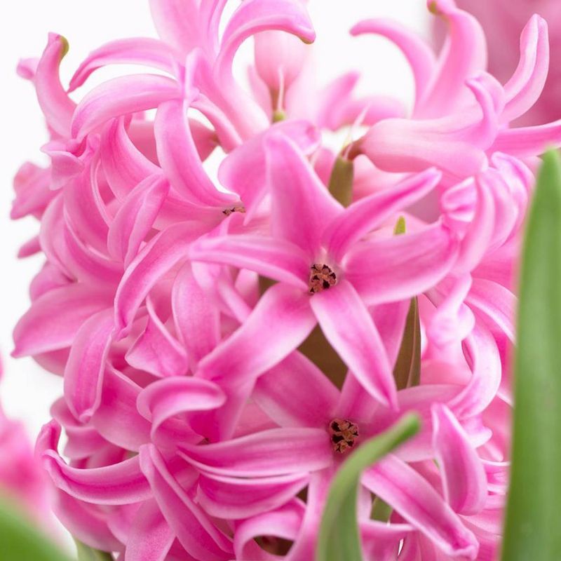 Set of 10 Hyacinths Pink Pearl Set Bulbs - Van Zyverden
