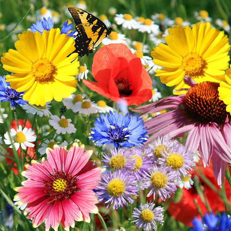 Van Zyverden Roses Mikado Root Stock