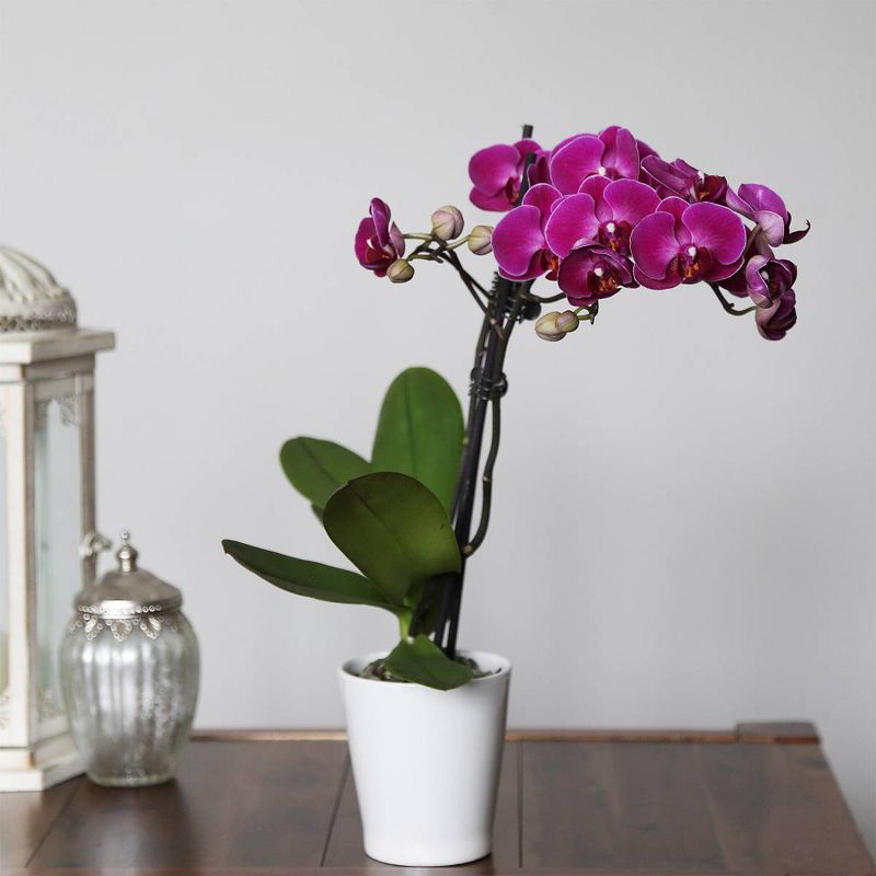 Just Add Ice 3" Purple Orchid in Ceramic