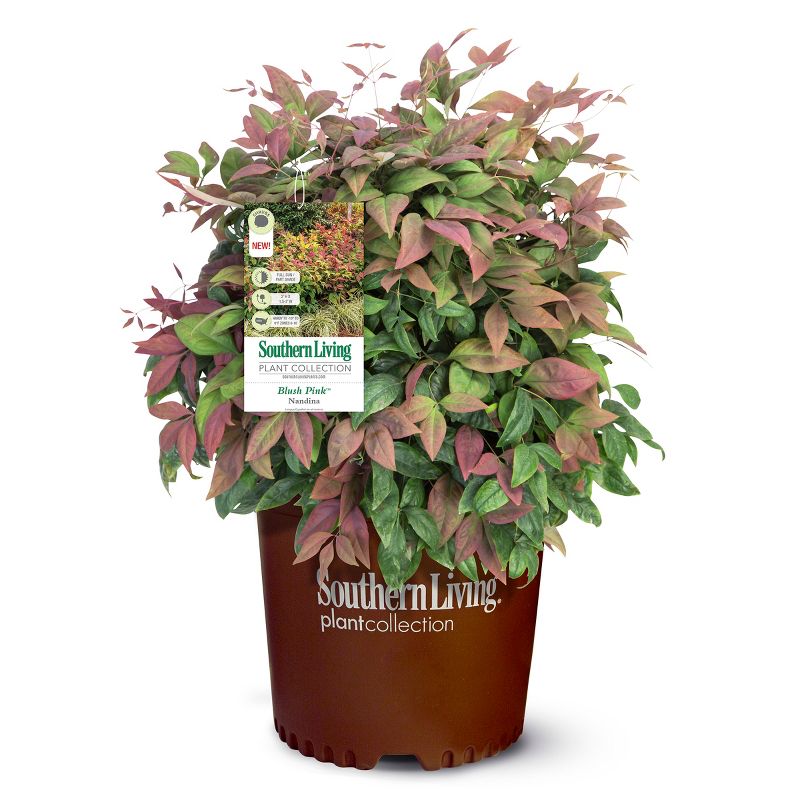 Van Zyverden Roses Mikado Root Stock