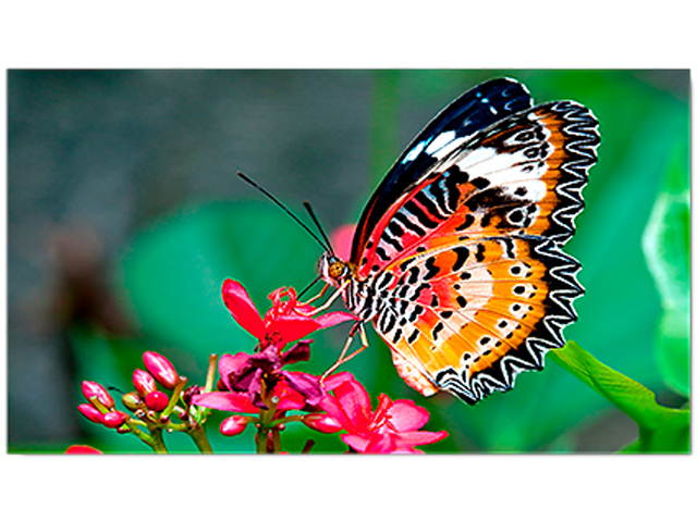 Video Wall Controller & Player 2x2 4K 3840x2160@30Hz Processor HDMI 1.4 HDCP 1.4 Support 2x2,1x2,1x4 Modes with 1 HDMI Input 4 HDMI Output