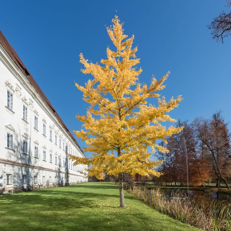 2pk Ginkgo Biloba Tree Grow Kit -Jurrasic Design - The Jonsteen Company