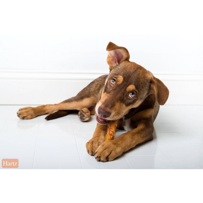 Hartz Oinkies Smoked Pig Skin Twists Wrapped with Real Chicken Dog Treats - 10ct