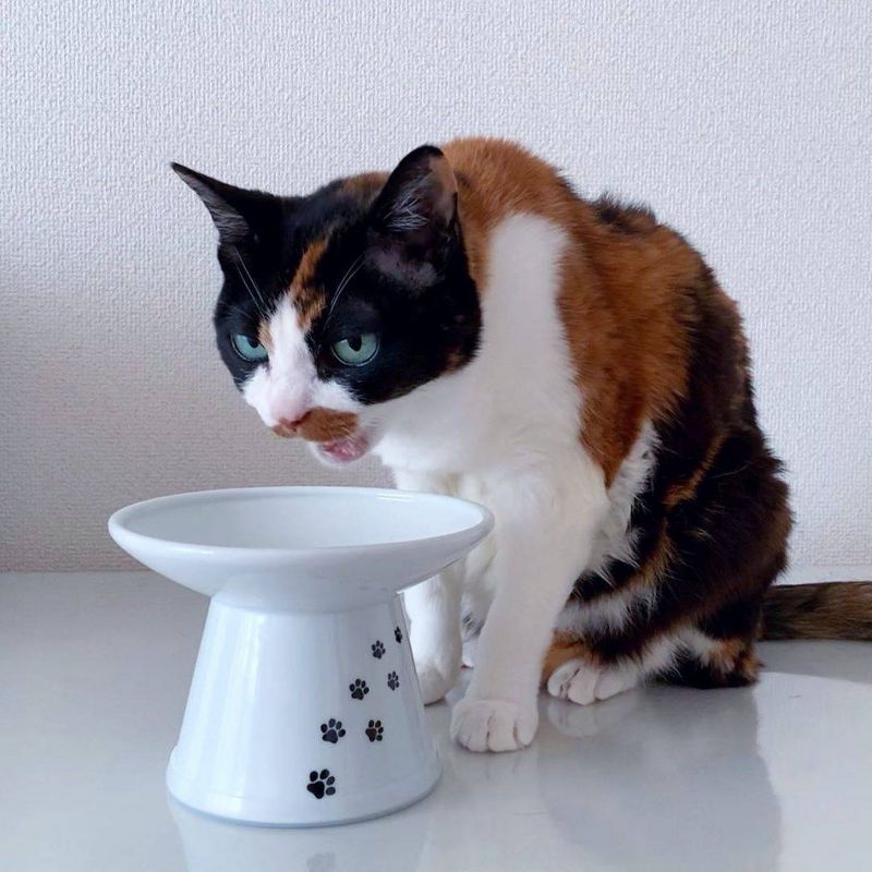 Necoichi Raised Cat Food Bowl - Extra Wide