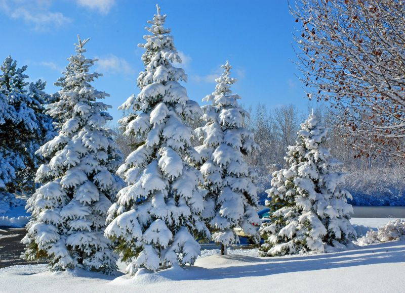 Holiday Greeting Cards - Snowy Pines - SP100. Greeting Cards Featuring a Winter White Forest of Pine Trees. Box Set Has 25 Greeting Cards and 26 Sky Blue Colored Envelopes.