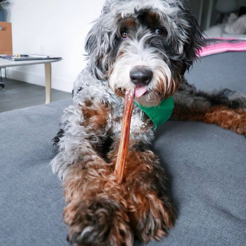 Nature Gnaws Bully Sticks 12" Beef Dog Chews Dog Treats - 1lb