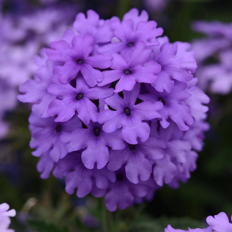 4pc Verbena EnduraScape Blue Improved - National Plant Network
