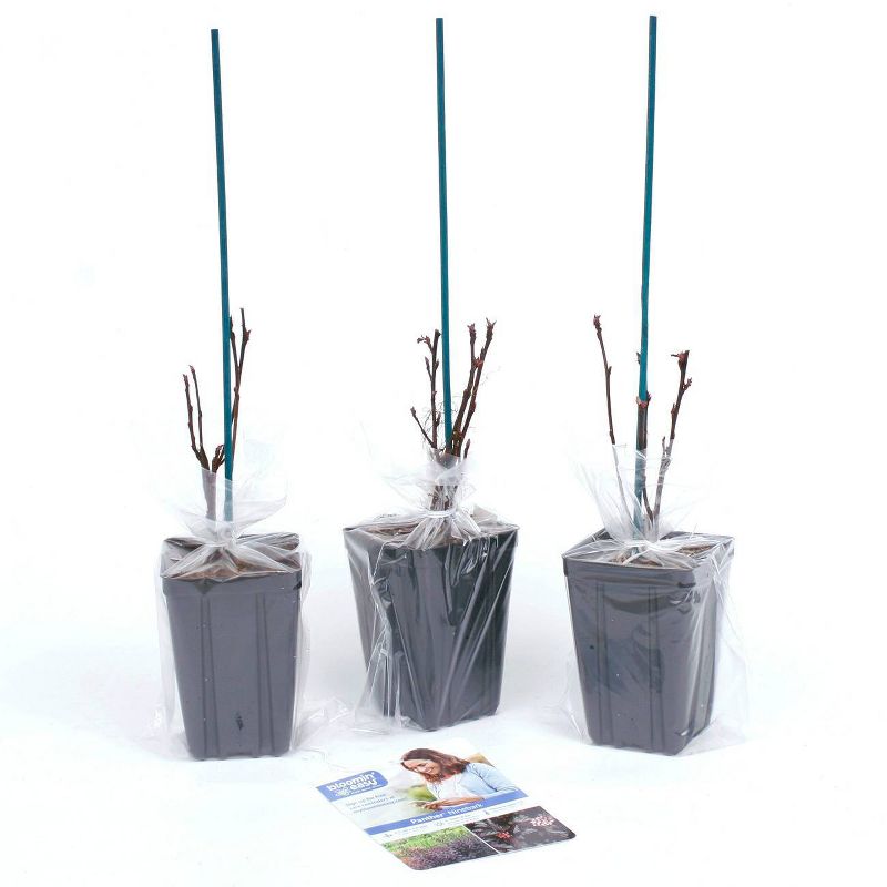 3ct Physocarpus Panther 4" Potted Rocketliners Plants - Van Zyverden