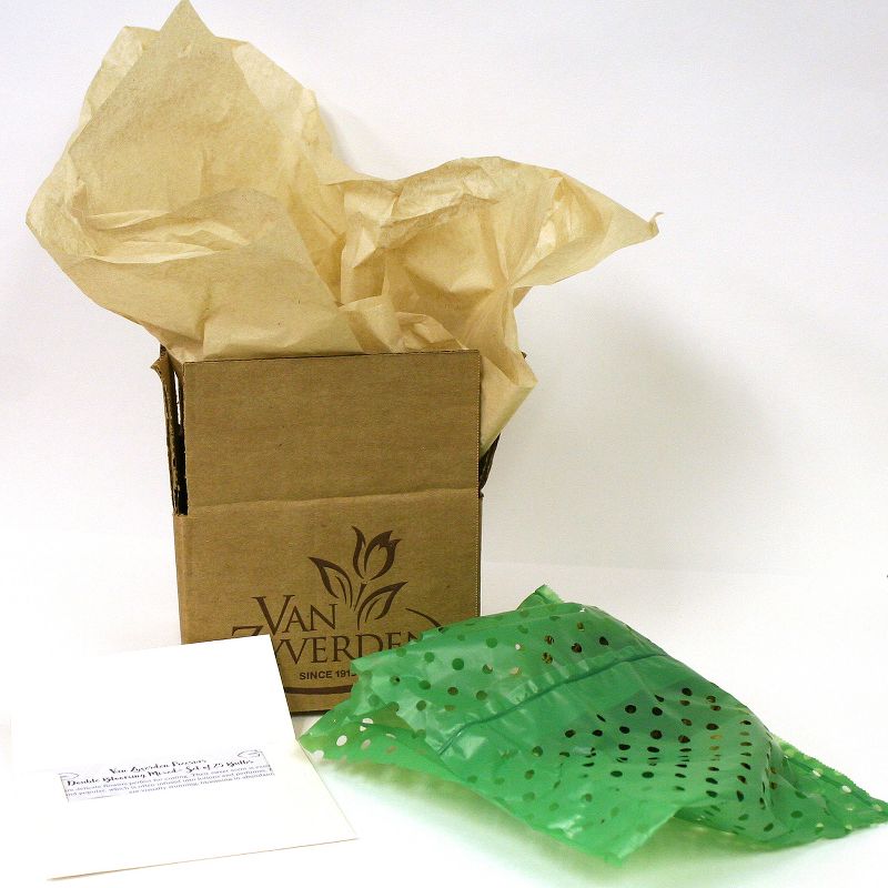 Amaryllis Half & Half Set of 1 Bulb - Red/Emerald Green - Van Zyverden