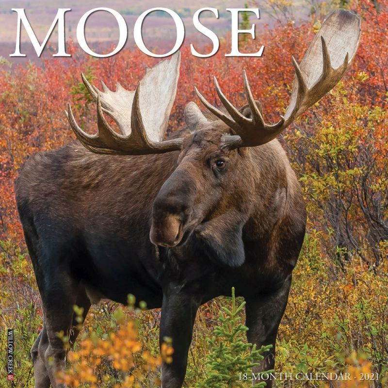 Moose 2021 Wall Calendar