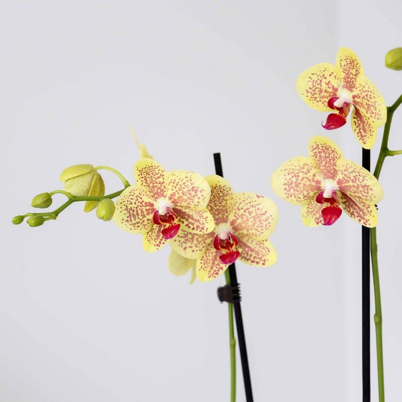 Just Add Ice 10" Salmon Orchid Duo in Ceramic