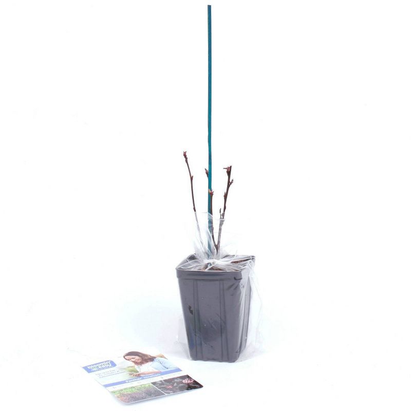 Physocarpus Panther 4" Potted Rocketliners - Van Zyverden