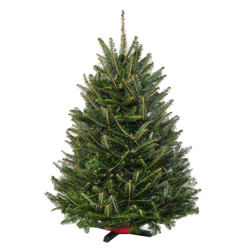 32" to 42" Live Fresh Cut Fraser Fir Table Top Christmas Tree - National Plant Network