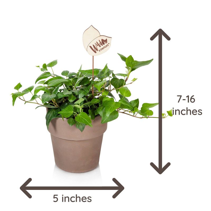 Wild Interiors 5" Ivy Foliage in Terra Cotta