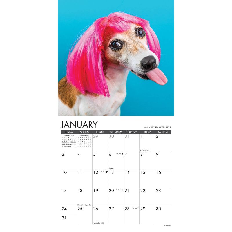 2021 Monthly Wall Calendar What Dogs Teach Us - Willow Creek Press