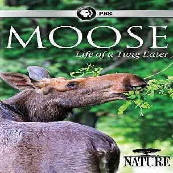 PBS NATURE-MOOSE-LIFE OF A TWIG EATER (DVD) DNAT63310D
