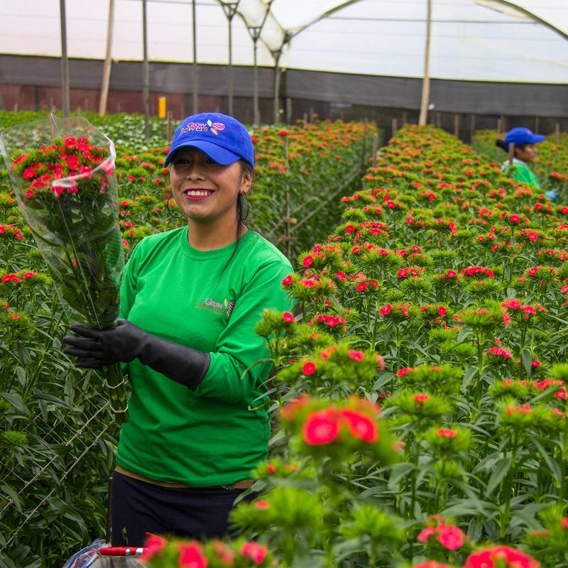 Colour Republic Hot Pink Garden Rose Bouquet