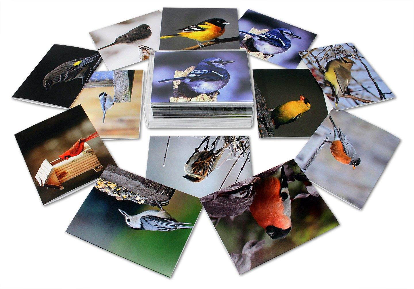 Song Bird Greeting Cards With Identification Card - 12 Different Birds - Blank on the Inside - 5.5" x 4.25" (12 Pack)