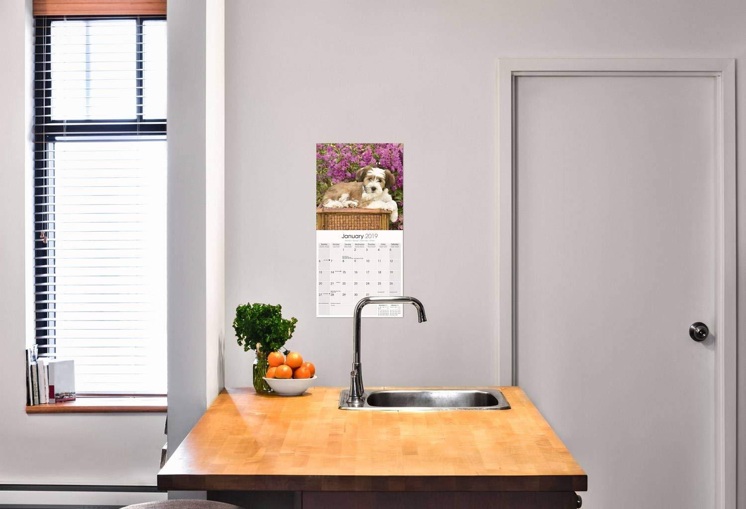 Tibetan Terrier Calendar 2019 - Dog Breed Calendar - Wall Calendar 2018-2019