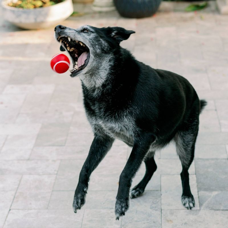 Playology Beef Scent Chew Ball Dog Toy - Red - M