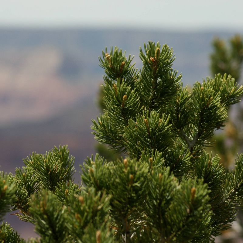 2pk Pinon Pine Seed Grow Kit - The Jonsteen Company