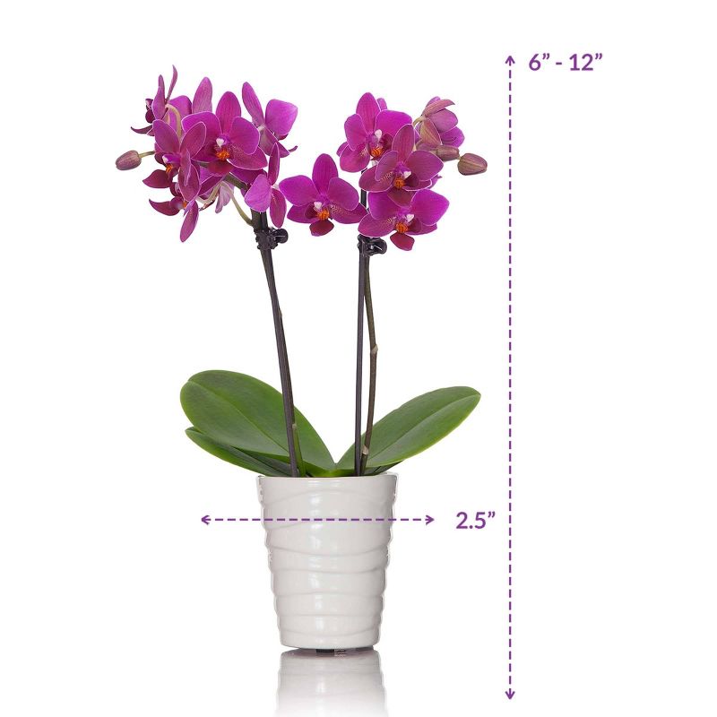 Just Add Ice 2.5" Purple Orchid in Ceramic