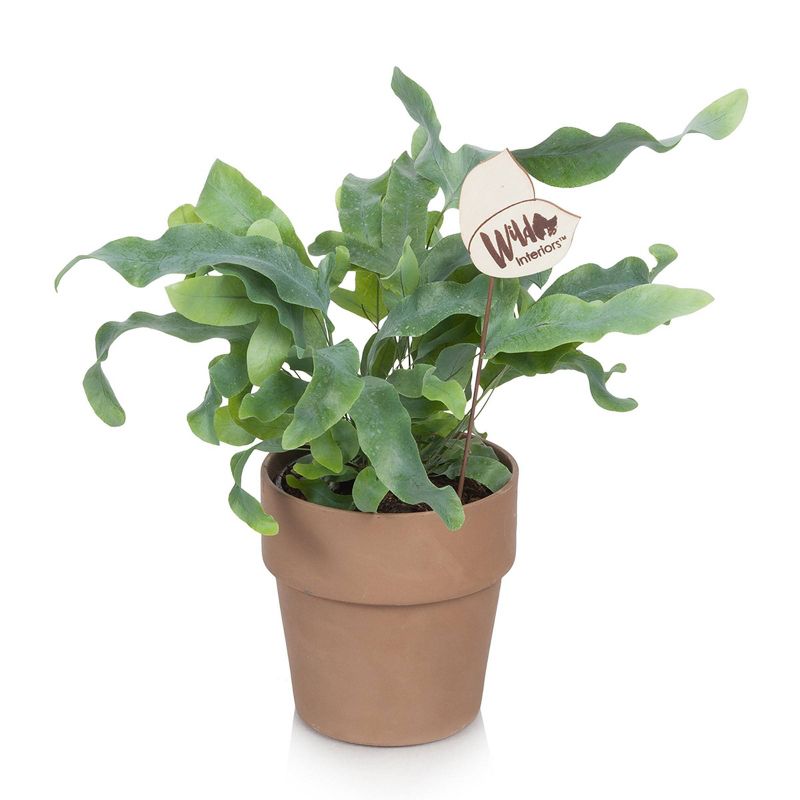 Wild Interiors 5" Exotic Foliage in Terra Cotta