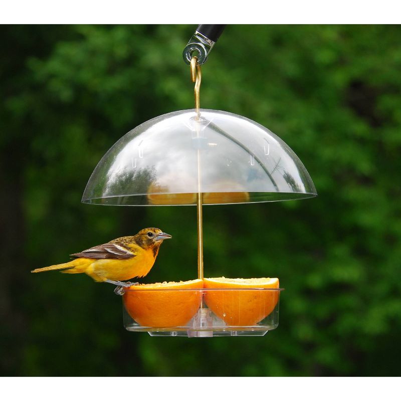 Droll Yankees Seed Saver Bird Feeder - Clear