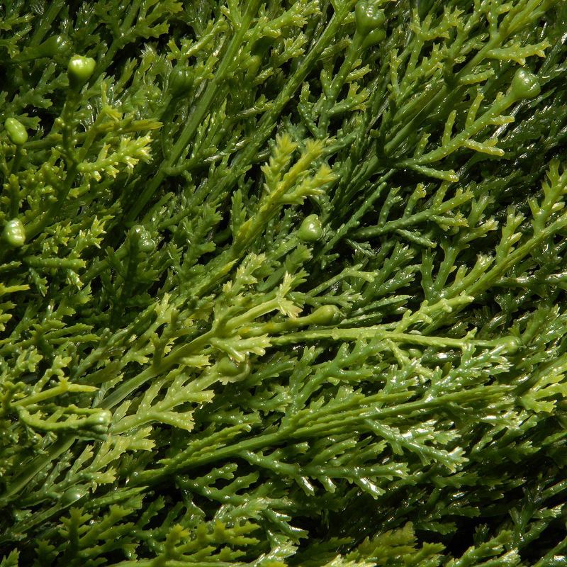 48" Arborvitae with Pot - National tree Company