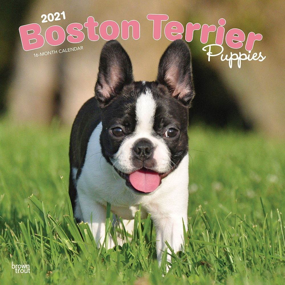 BrownTrout, 2021 Boston Terrier Puppies Wall Calendar