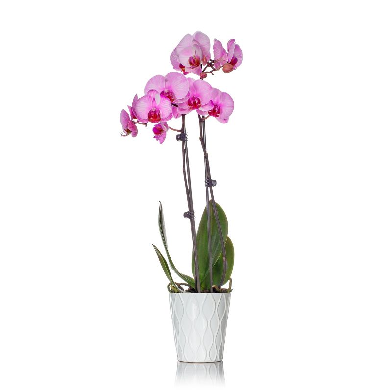 Just Add Ice 5" Pink Watercolor Orchid in Ceramic