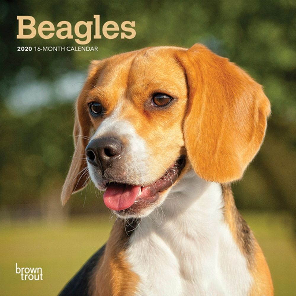 BrownTrout,  Beagle 2021 Mini Wall Calendar 2021