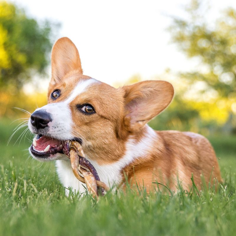 Nature Gnaws Beef Combo Pack Dog Treats - 8ct