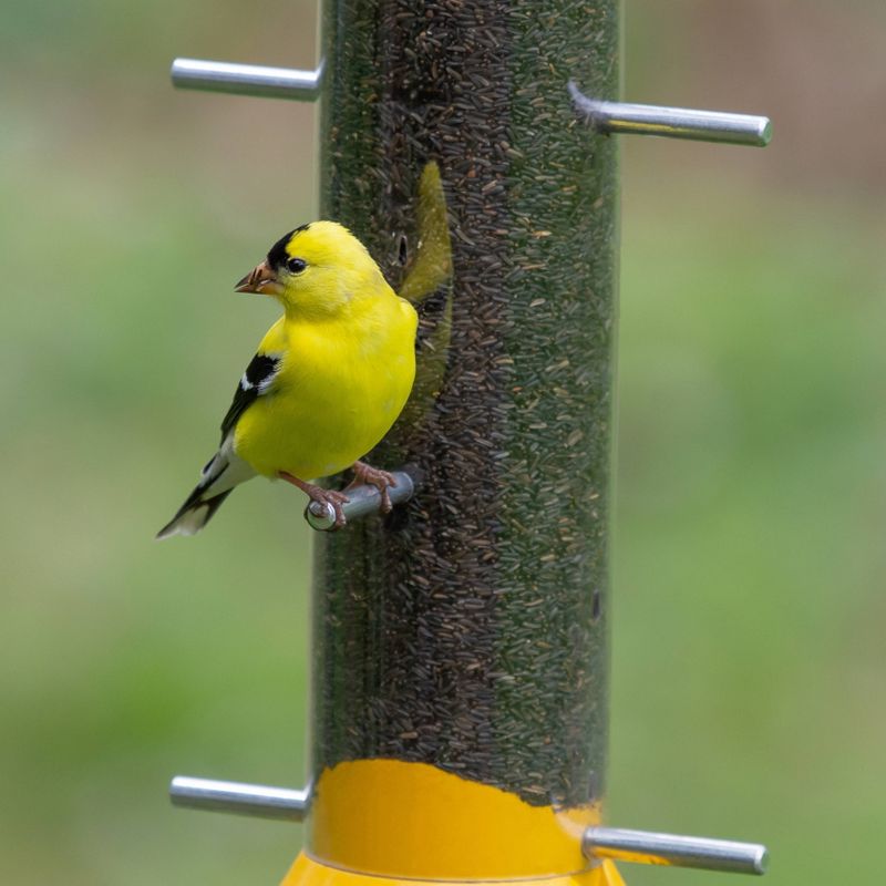 Droll Yankees New Generation 15" Nyjer Seed Feeder - Yellow
