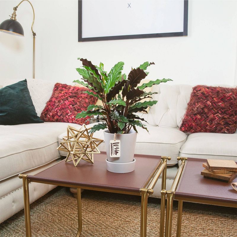 Wild Interiors 5" Calathea Signature Foliage in Ceramic