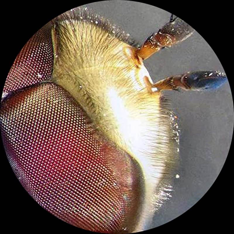 Kids SE100YLED Kids Student Home School Portable LED Stereo Microscope 20X amp 30X