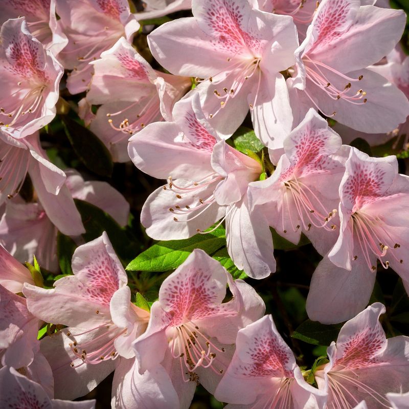 Encore 1pc Azalea Autumn Chiffon - National Plant Network