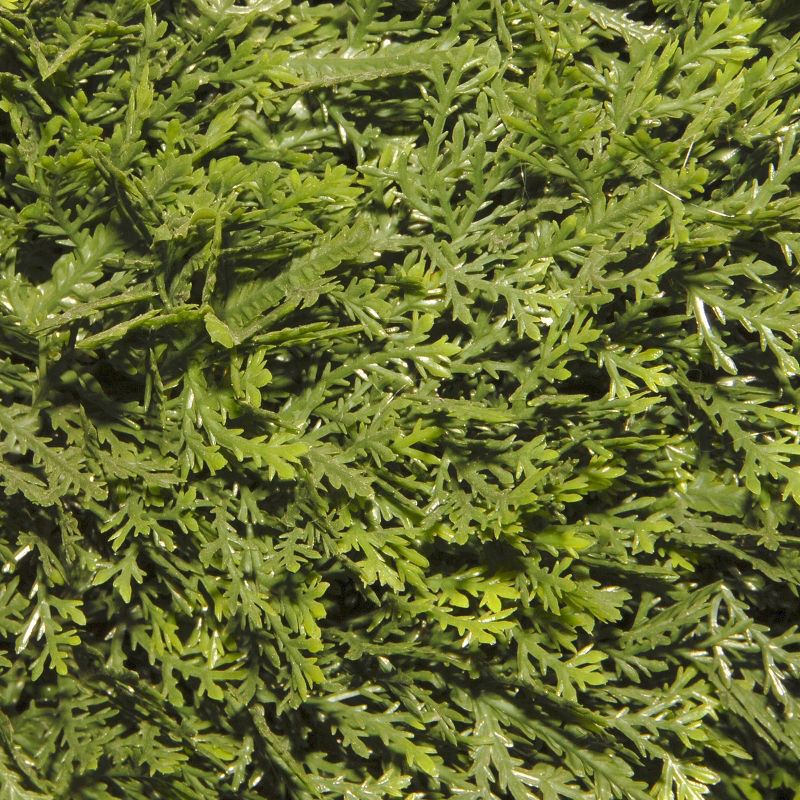 Cedar Spiral with Ball in Pot (48")