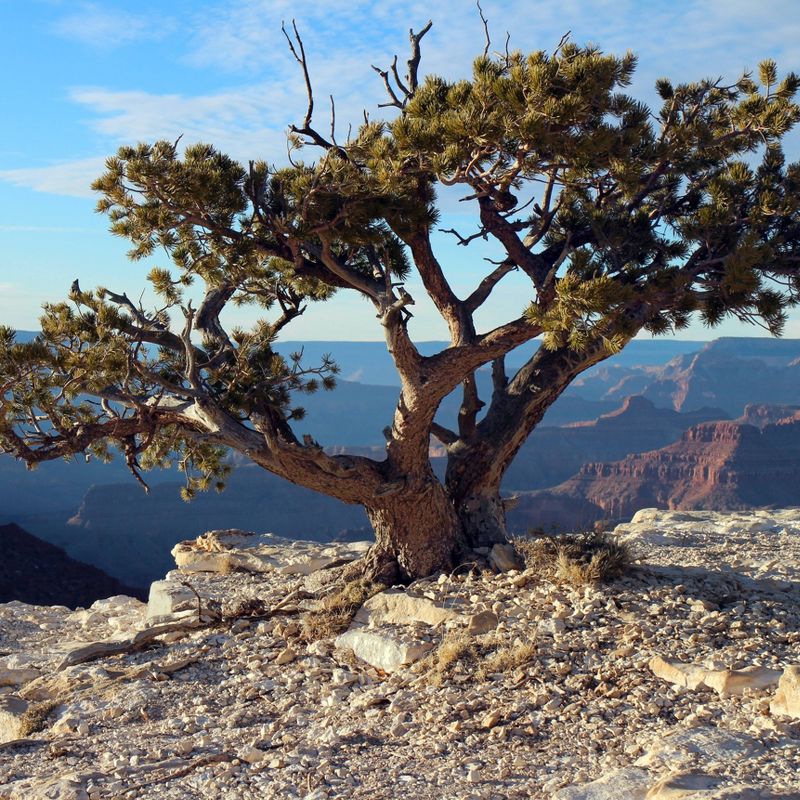 2pk Pinon Pine Seed Grow Kit - The Jonsteen Company