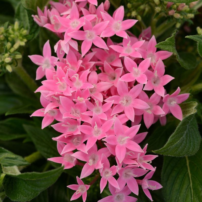 Burpee 3pc Lucky Star Pentas Collection - National Plant Network