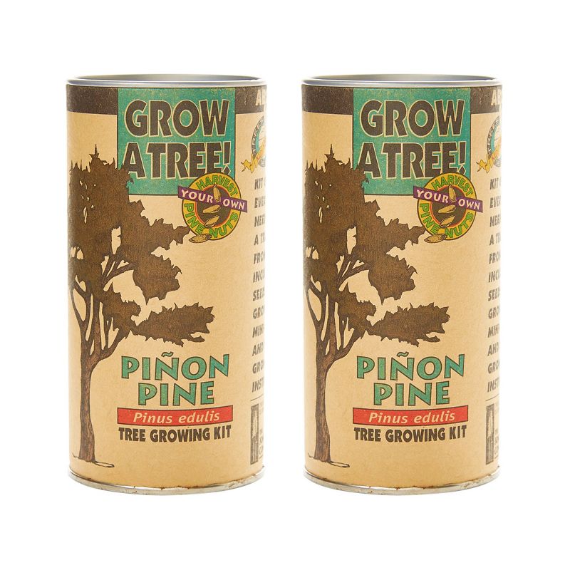2pk Pinon Pine Seed Grow Kit - The Jonsteen Company