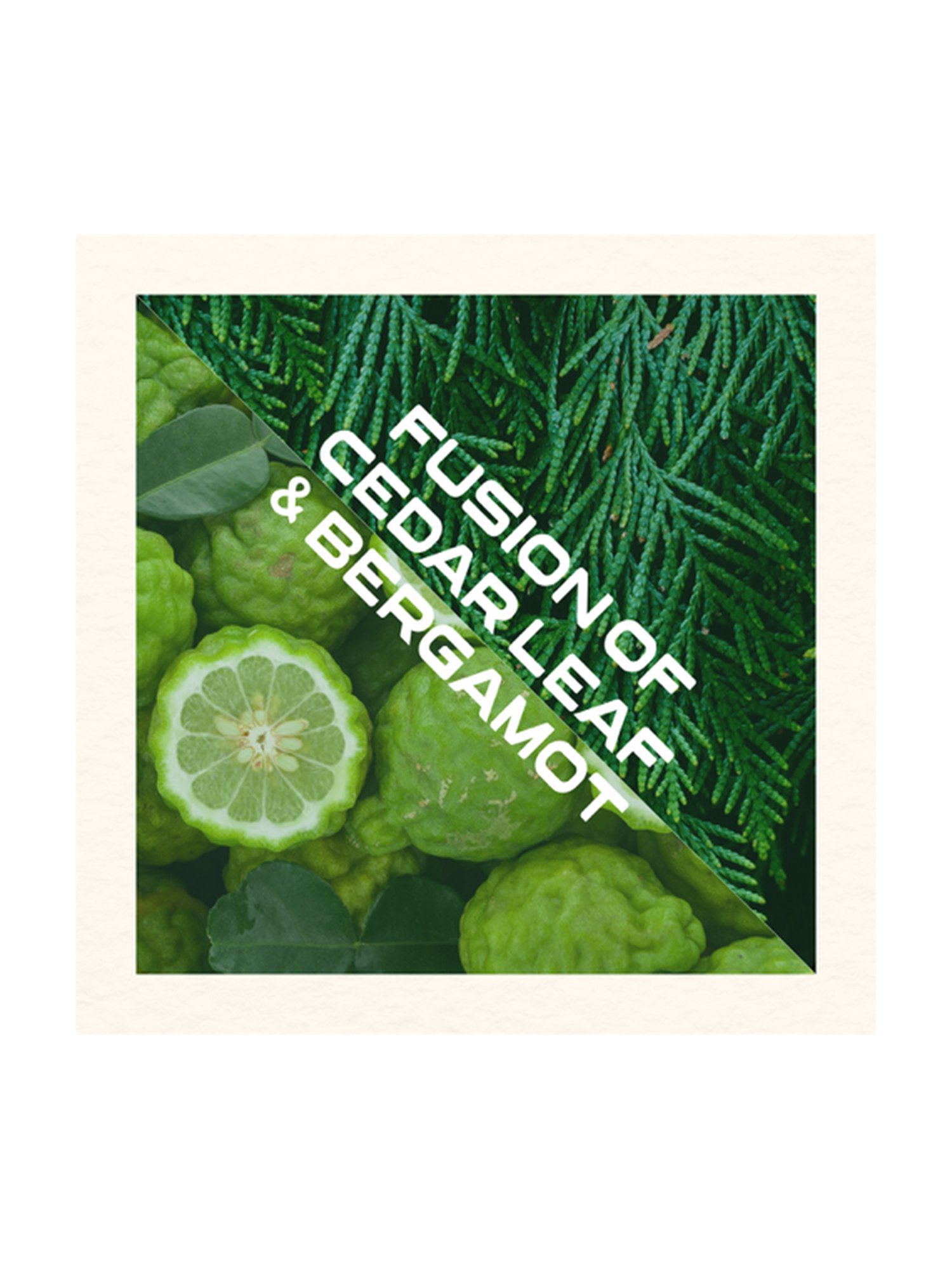 The Paradise Tree Manly Man Body Wash - 325 ml