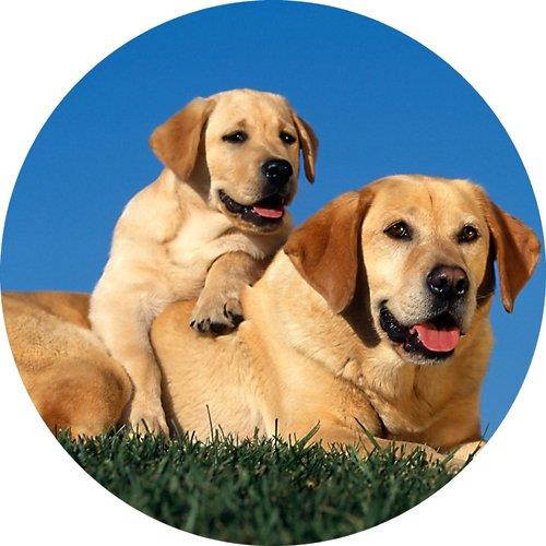 Dogs golden labrador Round THICK Mousepad Mouse Pad Great Gift Idea