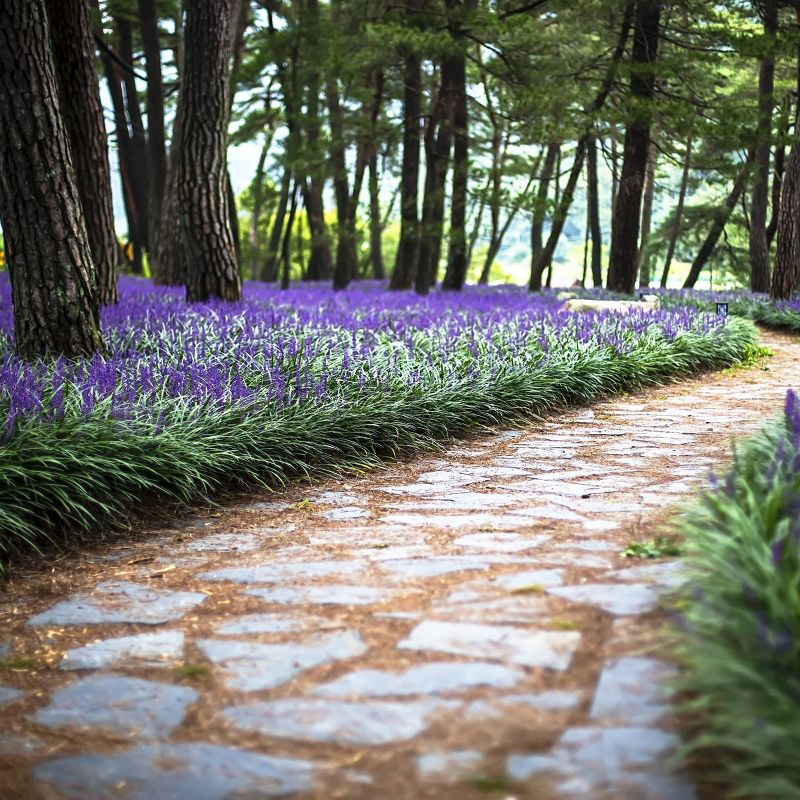 2.5qt Variegated Liriope Plant with Purple Blooms - National Plant Network