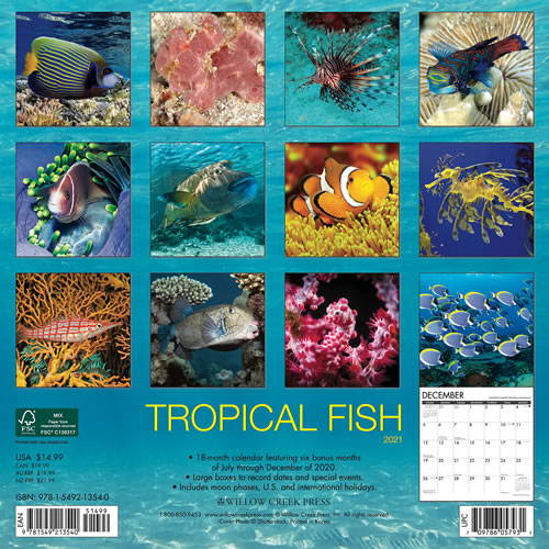 2021 Tropical Fish Wall