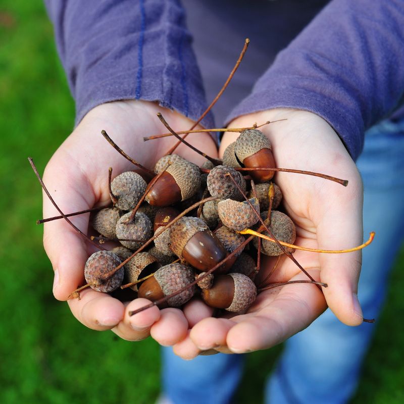 Van Zyverden Roses Mikado Root Stock