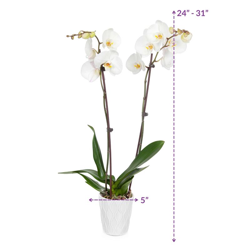 Just Add Ice 5" White Orchid in Ceramic