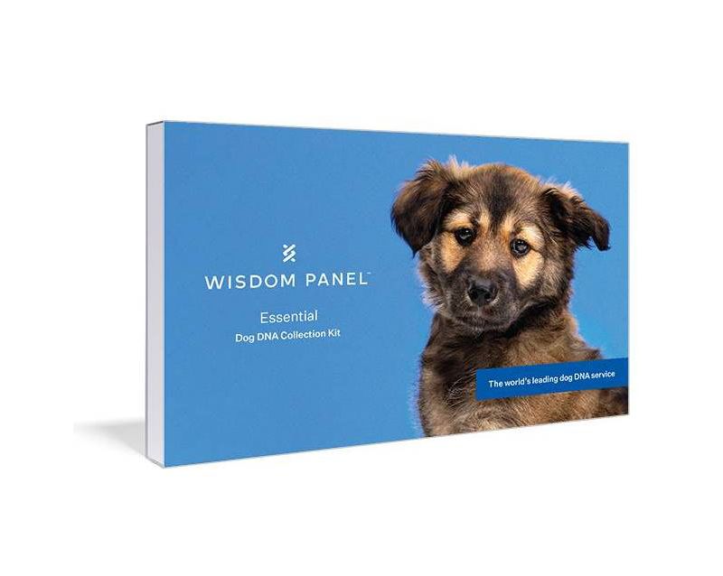 Wisdom Panel Essential for Ancestry Traits Dog DNA Test