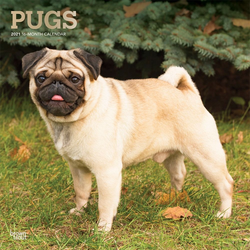 BrownTrout,  Pugs Wall Calendar 2021
